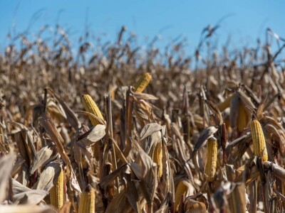 Dan polja Pioneer hibrida