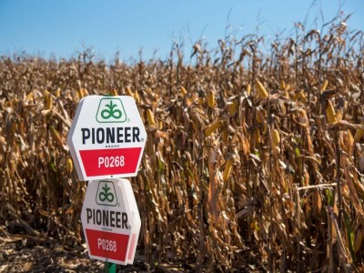 Dan polja Pioneer hibrida