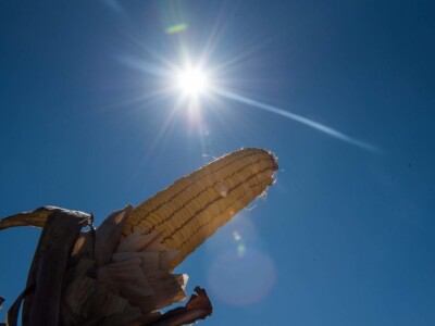 Dan polja Pioneer hibrida