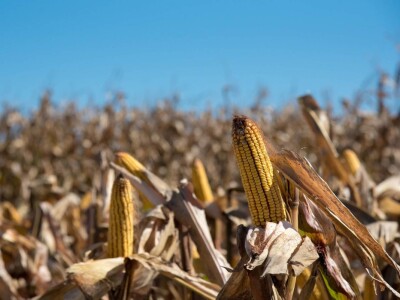 Dan polja Pioneer hibrida