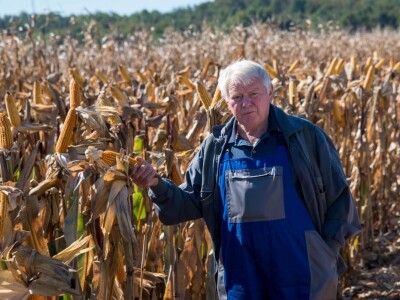 Dan polja Pioneer hibrida