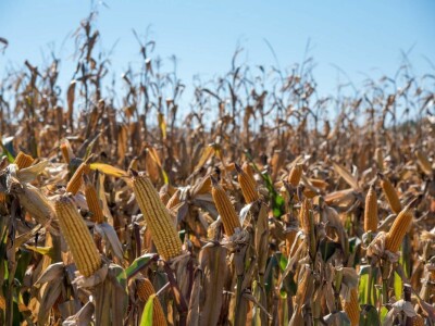 Dan polja Pioneer hibrida