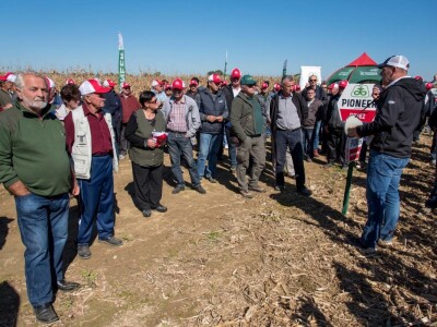 Dan polja Pioneer hibrida