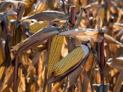 Dan polja Pioneer hibrida