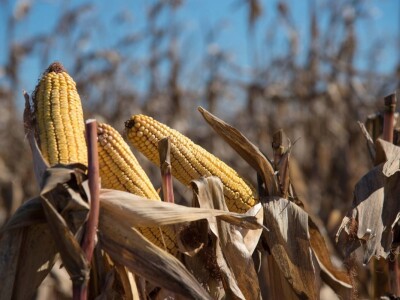 Dan polja Pioneer hibrida