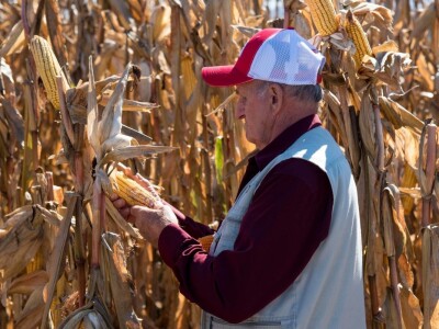 Dan polja Pioneer hibrida