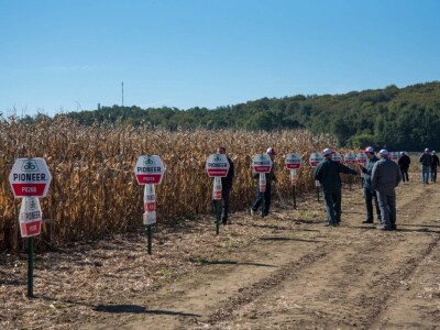 Dan polja Pioneer hibrida