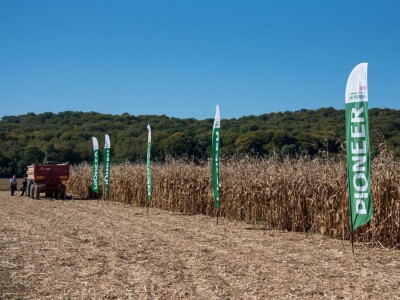 Dan polja Pioneer hibrida