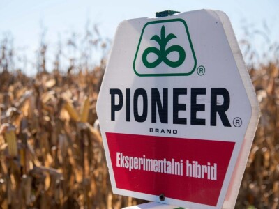 Dan polja Pioneer hibrida