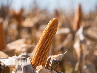 Dan polja Pioneer hibrida