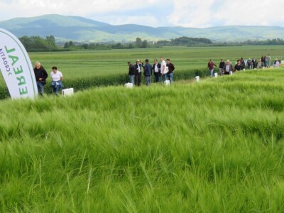 Dan polja pivarskog ječma