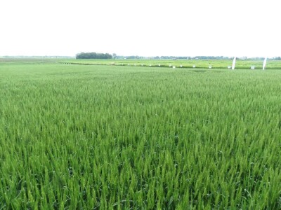 Dan polja pivarskog ječma