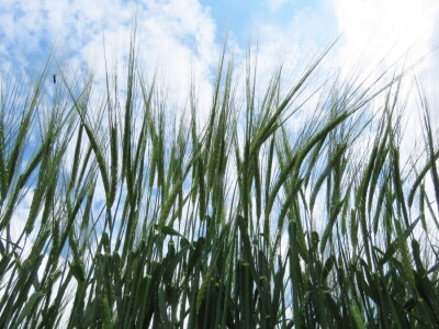 Dan polja pivarskog ječma