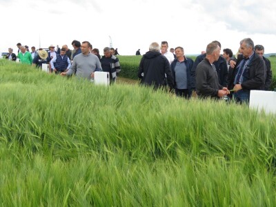 Dan polja pivarskog ječma