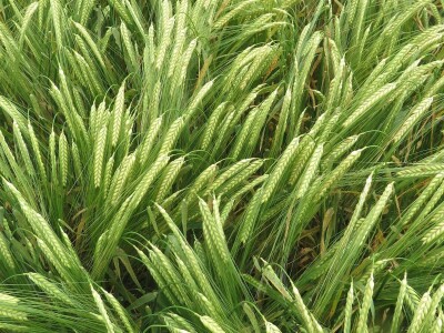 Dan polja pivarskog ječma