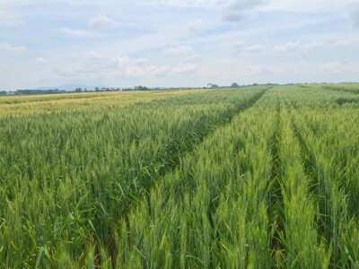 Dan polja pivarskog ječma Axereal