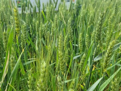 Dan polja pivarskog ječma Axereal