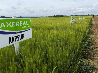 Dan polja pivarskog ječma - Axereal Croatia 2025