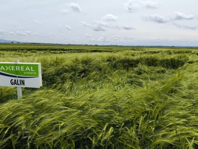 Dan polja pivarskog ječma - Axereal Croatia 2025