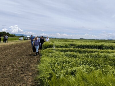 Dan polja pivarskog ječma - Axereal Croatia 2025