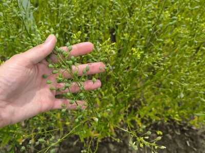 Dan polja pivarskog ječma - Axereal Croatia 2025