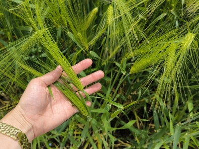 Dan polja pivarskog ječma - Axereal Croatia 2025