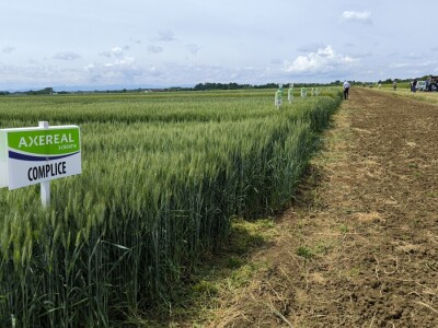 Dan polja pivarskog ječma - Axereal Croatia 2025