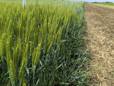 Dan polja pivarskog ječma - Axereal Croatia 2025