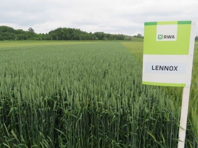 Dan polja pšenice RWA