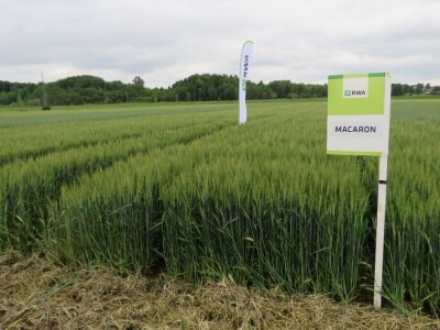 Dan polja pšenice RWA