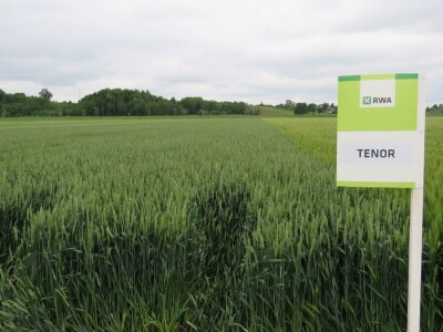 Dan polja pšenice RWA