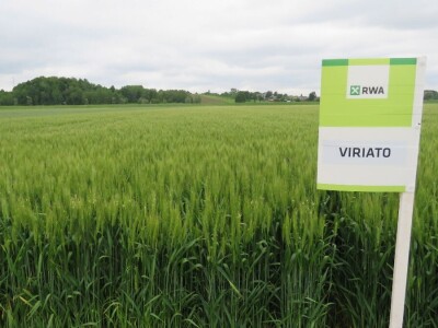 Dan polja pšenice RWA