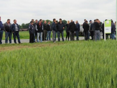 Dan polja pšenice RWA