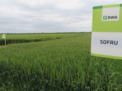 Dan polja pšenice RWA