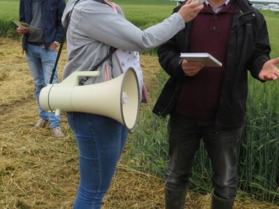 Dan polja pšenice RWA