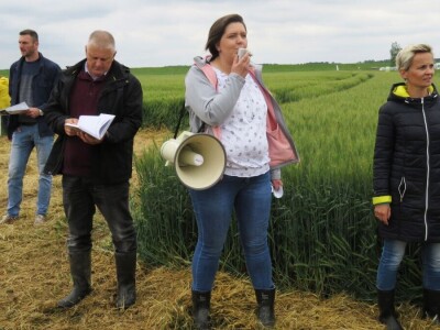 Dan polja pšenice RWA