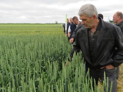 Dan polja pšenice RWA