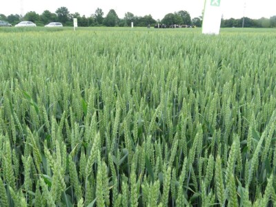 Dan polja pšenice RWA