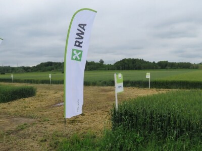 Dan polja pšenice RWA