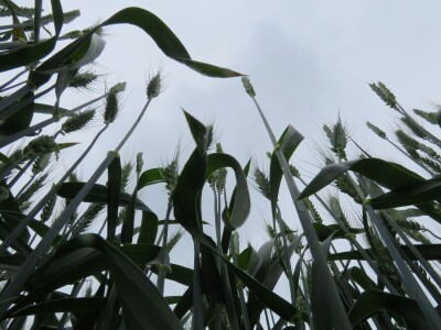 Dan polja pšenice RWA