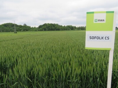 Dan polja pšenice RWA