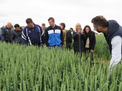 Dan polja pšenice RWA