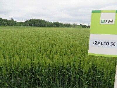 Dan polja pšenice RWA