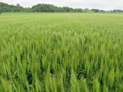 Dan polja pšenice RWA