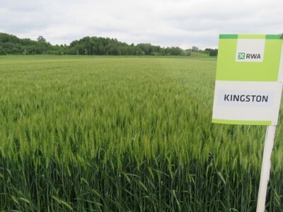 Dan polja pšenice RWA