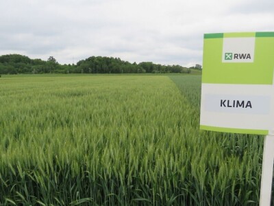 Dan polja pšenice RWA