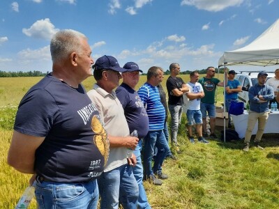 Dan polja pšenice tvrtke Axereal Croatia