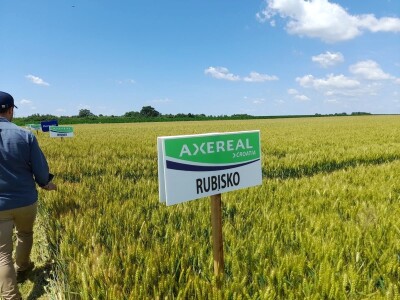 Dan polja pšenice tvrtke Axereal Croatia