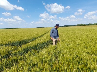 Dan polja pšenice tvrtke Axereal Croatia