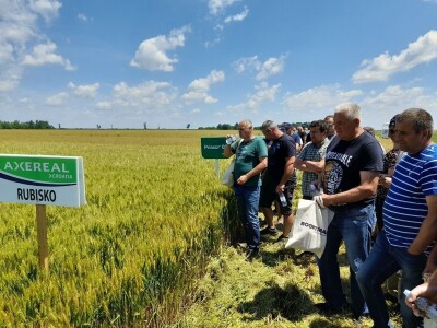 Dan polja pšenice tvrtke Axereal Croatia